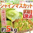早期発送！プレミアム ”温室シャインマスカット” 秀品 約5kg 大きさおまかせ 産地厳選【予約 5月末以降】 送料無料