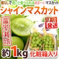早期発送！プレミアム ”温室シャインマスカット” 秀品 2房 約1kg 化粧箱入り 産地厳選【予約 5月末以降】 送料無料