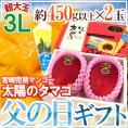 遅れてごめんね！父の日ギフト ”太陽のタマゴ” 大玉3L 2玉＋黄色バラ造花1本 産地化粧箱【予約 6月16日以降】