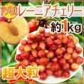 ”アメリカ産 レーニアチェリー” 超大粒 約1kg さくらんぼ【予約 6月下旬以降】 送料無料
