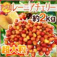 ”アメリカ産 レーニアチェリー” 超大粒 約2kg さくらんぼ【予約 6月下旬以降】 送料無料
