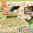 土らっきょう 鹿児島産 ”砂丘らっきょう” 訳あり 約10kg 大きさおまかせ【予約 5月末以降】 送料無料