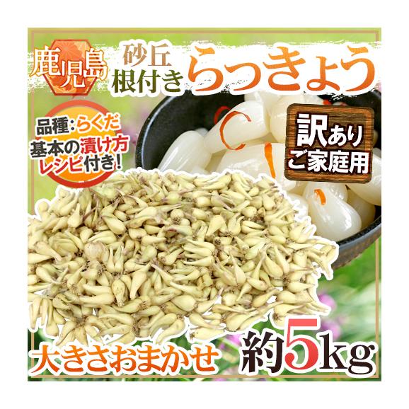 鹿児島県産　土付きらっきょう　約10キロ　m 楽天市場】土らっきょう 鹿児島産 ”砂丘らっきょう” 訳あり 約