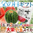 父の日ギフト ”大栄小玉スイカ 姫甘泉” 1玉 約2kg以上+黄色バラ造花1本 専用産地箱 鳥取産【予約 6月14~21日お届け予定】 送料無料