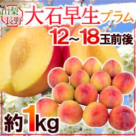 山梨・長野県産 すもも ”大石早生プラム” 12〜18玉前後 約1kg【予約 7月以降】 送料無料