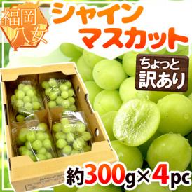 福岡県 八女産 ”シャインマスカット” 約300g×4pc 合計約1.2kg ちょっと訳あり【予約 7月末以降】