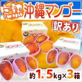 沖縄産 ”完熟マンゴー” 訳あり 約1.5kg×《3箱》 9～15玉前後 産地箱 沖縄マンゴー【予約 7月下旬以降】 送料無料