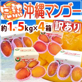 沖縄産 ”完熟マンゴー” 訳あり 約1.5kg×《4箱》 12～20玉前後 産地箱 沖縄マンゴー【予約 7月下旬以降】 送料無料