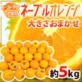 【送料無料】”ネーブルオレンジ” 約5kg 大きさおまかせ アメリカ・オーストラリア産【予約 入荷次第発送】