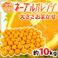 【送料無料】”ネーブルオレンジ” 約10kg 大きさおまかせ アメリカ・オーストラリア産【予約 入荷次第発送】