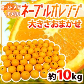 しっかりとした甘酸っぱさ、華やかな味わいのネーブルオレンジ！