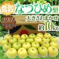 鳥取産 ”なつひめ梨” 訳あり 約10kg 大きさおまかせ【予約 8月末以降】 送料無料