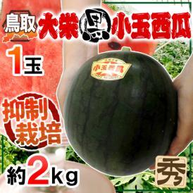 ”鳥取県 大栄黒小玉スイカ” 秀品 1玉 約2kg すいか【予約 9月以降】