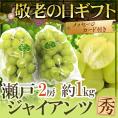 敬老の日ギフト 岡山産 ”瀬戸ジャイアンツ” 2房 約1kg【予約 9月7～15日お届け予定】 送料無料