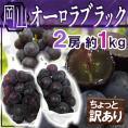 ”岡山産 オーロラブラック” 2房 約1kg ちょっと訳あり【予約 7月下旬以降】 送料無料