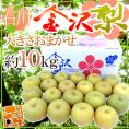 石川県 ”金沢梨” 秀品 約10kg 大きさおまかせ【予約 8月末以降】 送料無料