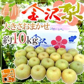 石川県 ”金沢梨” 秀品 約10kg 大きさおまかせ【予約 8月末以降】 送料無料