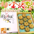 ”石川県 金沢梨” 秀品 約5kg 大きさおまかせ【予約 8月末以降】 送料無料