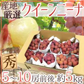 ”クイーンニーナ” 秀品 5～10房 約5kg 産地厳選 赤ぶどう【予約 9月下旬以降】 送料無料