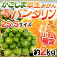 ”鹿児島産 パンダリンみかん” 秀品 小粒限定 2S/Sサイズ 約2kg【予約 9月下旬以降】 送料無料