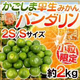 ”鹿児島産 パンダリンみかん” 秀品 小粒限定 2S/Sサイズ 約2kg【予約 9月下旬以降】 送料無料