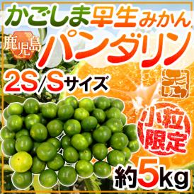 ”鹿児島産 パンダリンみかん” 秀品 小粒限定 2S/Sサイズ 約5kg【予約 9月下旬以降】 送料無料