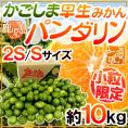 鹿児島産 ”パンダリンみかん” 秀品 小粒限定 2S/Sサイズ 約10kg【予約 9月下旬以降】 送料無料