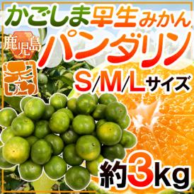 ”鹿児島産 パンダリンみかん” 秀品 S/M/Lサイズ 約3kg【予約 9月下旬以降】 送料無料