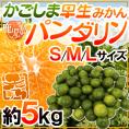 ”鹿児島産 パンダリンみかん” 秀品 S/M/Lサイズ 約5kg【予約 9月下旬以降】 送料無料