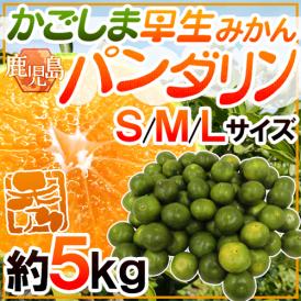 ”鹿児島産 パンダリンみかん” 秀品 S/M/Lサイズ 約5kg【予約 9月下旬以降】 送料無料