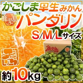 鹿児島産 ”パンダリンみかん” 秀品 S/M/Lサイズ 約10kg【予約 9月下旬以降】 送料無料
