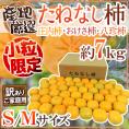 ”たねなし柿” 訳あり 約7kg 小玉限定 産地厳選 小粒 種無し柿/庄内柿/おけさ柿【予約 10月以降】 送料無料