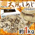 新潟県 白根 ”大凧しめじ（ヒラタケ）” 約1kg ひらたけ【予約 12月以降】