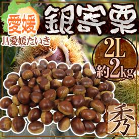”愛媛県 JAたいき 銀寄栗” 秀品 2L 約2kg【予約 10月以降】 送料無料