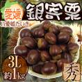 ”愛媛県 JAたいき 銀寄栗” 秀品 超大粒3L 約1kg【予約 10月以降】