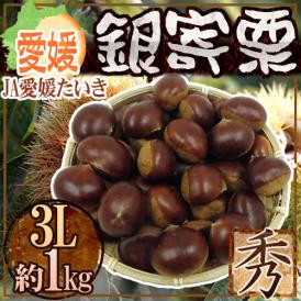 ”愛媛県 JAたいき 銀寄栗” 秀品 超大粒3L 約1kg【予約 10月以降】