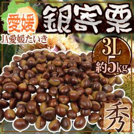 ”愛媛県 JAたいき 銀寄栗” 秀品 超大粒3L 約5kg【予約 10月以降】 送料無料