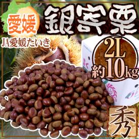 愛媛県 JAたいき ”銀寄栗” 秀品 2L 約10kg【予約 10月以降】 送料無料
