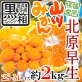 ”福岡 JAみなみ筑後 山川みかん 北原早生” 黒箱等級 2S/S/Mサイズ 約2kg【予約 10月中旬以降】 送料無料