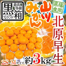 ”福岡 JAみなみ筑後 山川みかん 北原早生” 黒箱等級 2S/S/Mサイズ 約3kg【予約 10月中旬以降】 送料無料