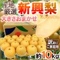 ”新興梨” 訳あり 約10kg 大きさおまかせ 産地厳選【予約 10月下旬以降】 送料無料