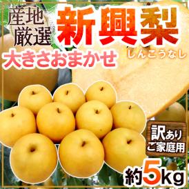 ”新興梨” 訳あり 約5kg 大きさおまかせ 産地厳選【予約 10月下旬以降】 送料無料
