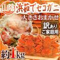 山陰産 ”浜茹でセコガニ” 訳あり 約1kg 大きさおまかせ【予約 11月下旬以降】 送料無料