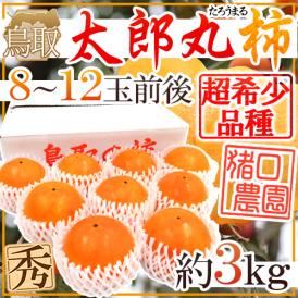 鳥取県 猪口農園 ”太郎丸柿” 秀品 8～12玉前後 約3kg【予約 10月下旬以降】 送料無料