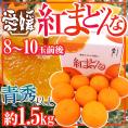 愛媛産 ”紅まどんな” 青秀品以上 8~10玉前後 約1.5kg 化粧箱【お歳暮・予約 12月以降】 送料無料