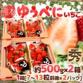 熊本県 ”ゆうべにいちご（熊紅いちご）” 秀品 2パック入り（1パック 7～13粒 約250g）×《2箱》【予約 12月以降】 送料無料