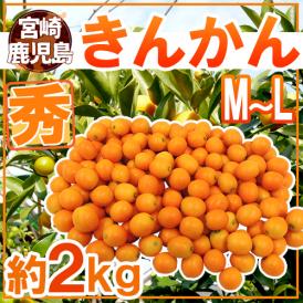 宮崎・鹿児島県 ”きんかん” 秀品 M～L 約2kg 金柑【予約 11月下旬以降】 送料無料