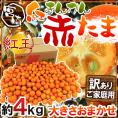 宮崎県 赤い金柑 ”赤たま 紅王” 訳あり 約4kg 大きさおまかせ きんかん【予約 12月以降】 送料無料