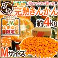 宮崎県 JAはまゆう ”完熟きんかん” 秀品 M 約4kg あと少しで「完熟きんかんたまたま」になれなかったハウス金柑【予約 1月末以降】 送料無料