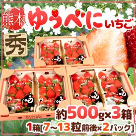 熊本県 ”ゆうべにいちご（熊紅いちご）” 秀品 2パック入り（1パック 7～13粒 約250g）×《3箱》【予約 12月以降】 送料無料